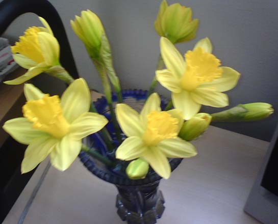 my own daffodils